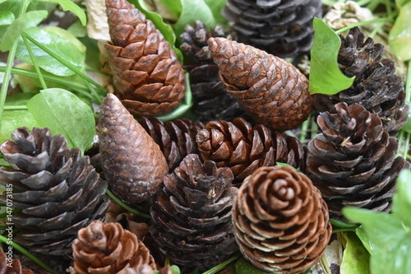 Obraz pine cone