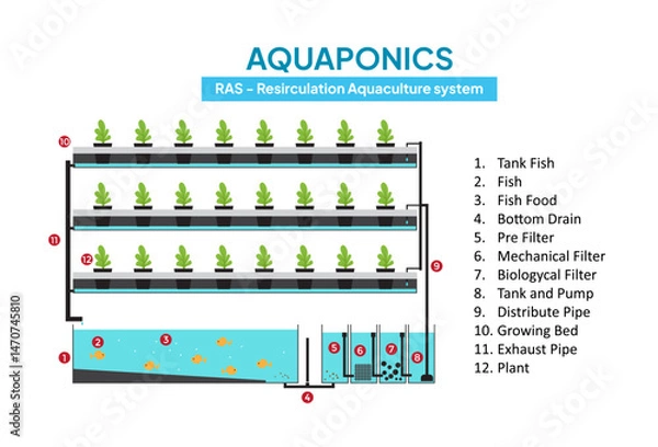 Fototapeta Technical diagram of aquaponic using the RAS (Recirculation aquaculture system) technique illustration
