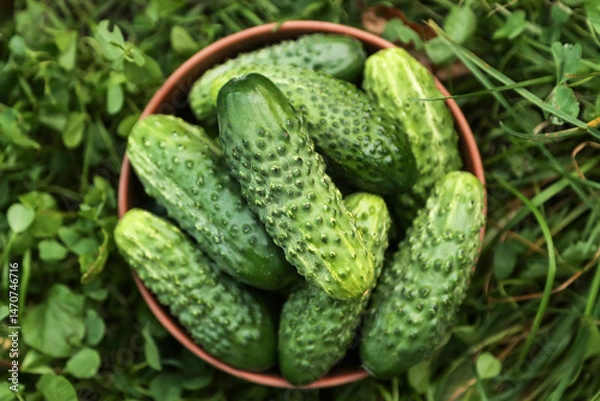 Obraz Green organic cucumber harvest in garden. Freshly harvested cucumbers on grass close up. Vegetables background top view