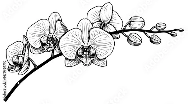 Obraz Outline drawing of orchid flowers. Outline drawing of branch with orchid flowers on a white background. Picture for coloring. Transparent PNG version.