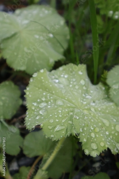 Obraz water drops on a leaf