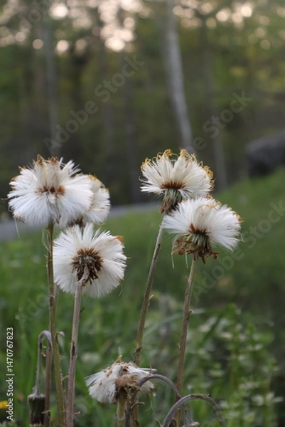 Fototapeta dandelions in a meadow