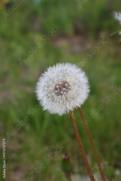 Fototapeta A single dandelion on green background