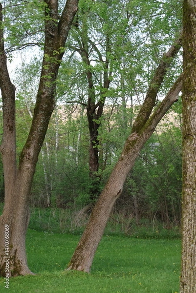 Fototapeta trees in the park