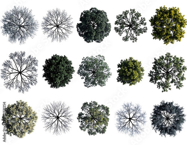 Fototapeta Aerial View of Tree Top Collection Showing Varied Foliage Against Black Backdrop