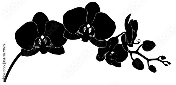 Obraz Black silhouette of orchid flowers. Black silhouette of branch with orchid flowers on a white background. Transparent PNG version.