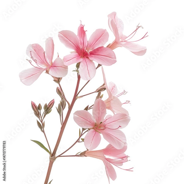 Fototapeta Delicate gaura flowers gracefully displayed on a flat surface against a clean transparent background, gaura flowers, flat, isolated transparent background