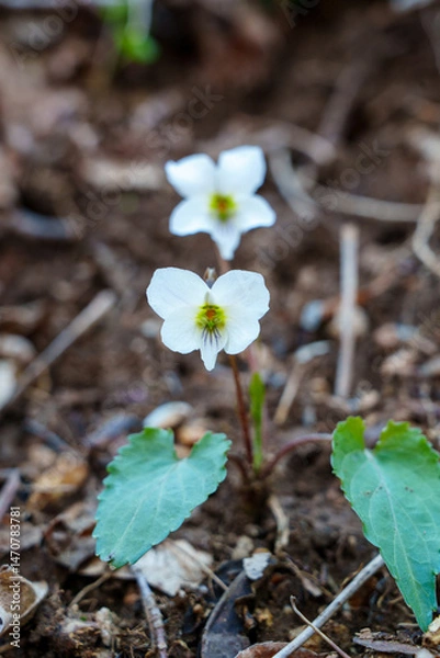 Fototapeta Taebaek White Violet Blooming on the Forest Floor