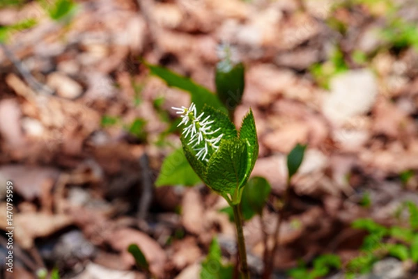 Fototapeta Solitary Spikes of Spring – Chloranthus japonicus in Bloom