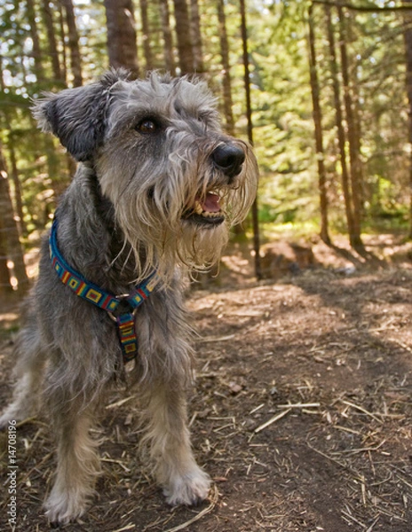 Obraz Miniature schnauzer dog exploring the forest