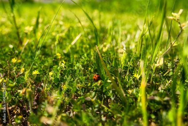 Fototapeta てんとう虫が生きる世界