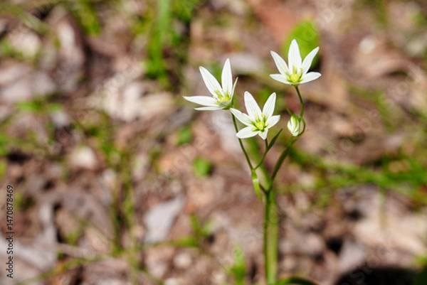 Fototapeta Palmate Syneilesis Emerging in Spring Forest