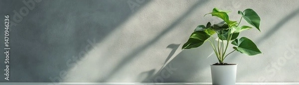 Fototapeta Single potted plant on a white surface against a minimalist gray wall sharp focus and soft shadows creating a clean and modern aesthetic