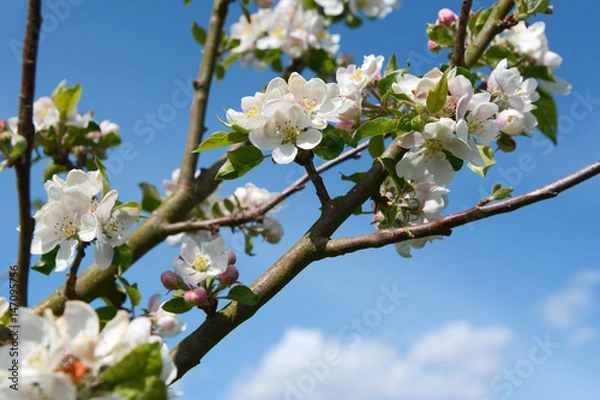 Fototapeta Apple tree branches bearing white blossom