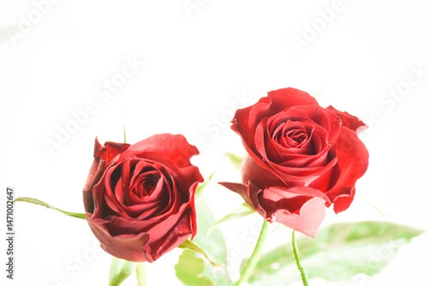 Fototapeta 赤い薔薇