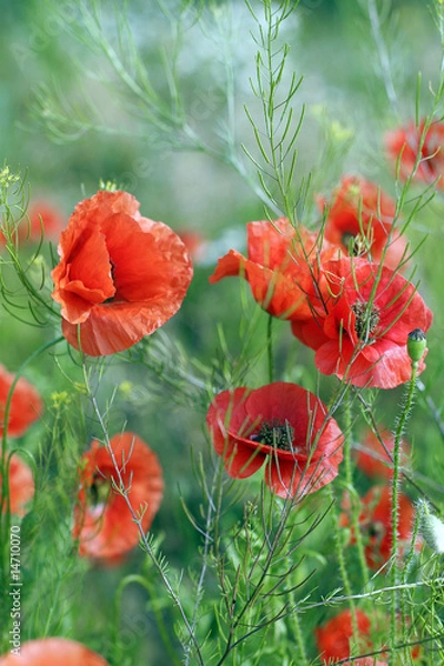 Obraz poppy background