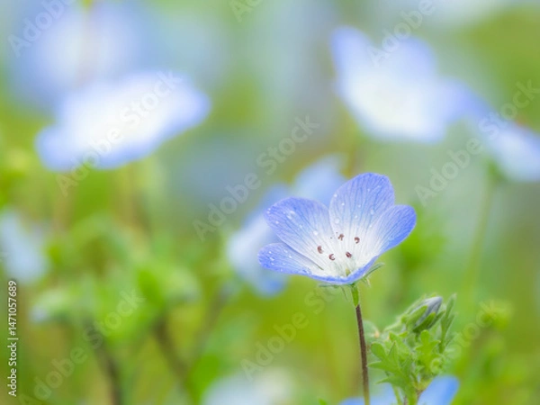 Fototapeta 春の公園や花壇を彩るネモフィラのある風景。雨上がりに水滴がついた様子。