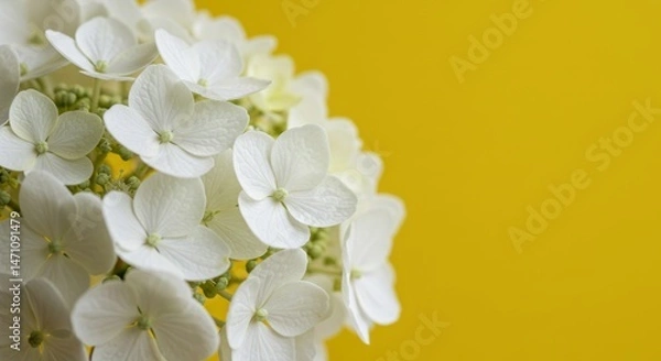 Fototapeta White hydrangea flowers bloom against a bright yellow background with empty space.