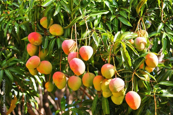 Fototapeta Drzewo mango z dojrzewającymi owocami