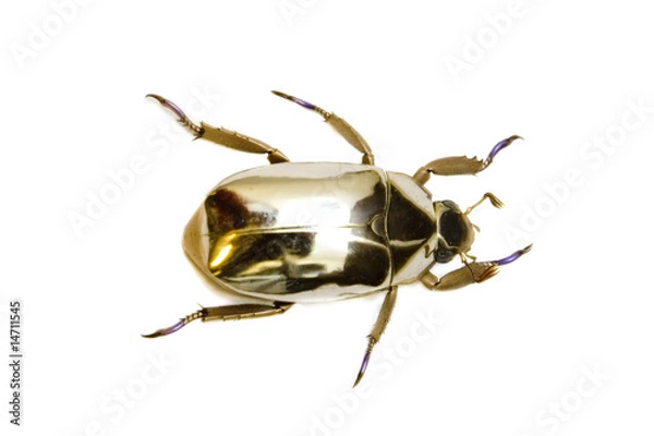 Obraz golden beetle