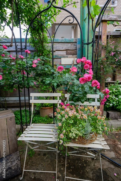 Obraz 薔薇の花が咲く初夏の初夏のガーデニング　