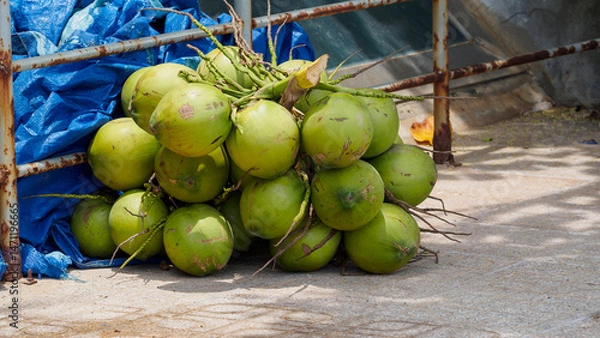 Fototapeta Large cut branch with harvest of ripe coconuts on the ground