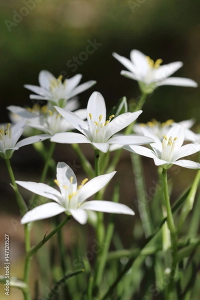 Fototapeta オオアマナ