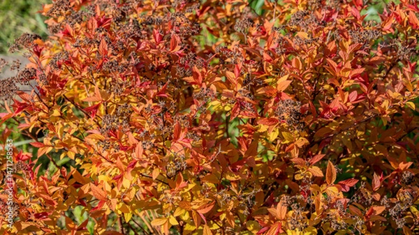 Fototapeta Spirea magic carpet bush with pink and orange spring new growth of leaf as natural background.