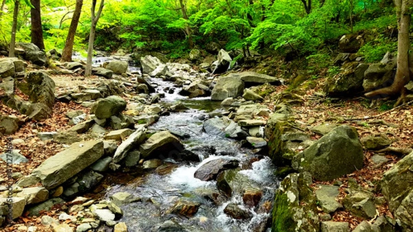 Fototapeta Slow Motion Drone Footage of Crystal-Clear Stream Flow in a Serene Forest Valley, Featuring Gentle Ripples, Tranquil Water Sounds, and the Pristine Beauty of Nature