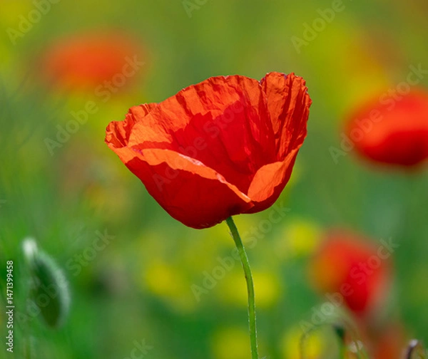 Obraz Field of Corn Poppy Flowers Papaver rhoeas in Spring
