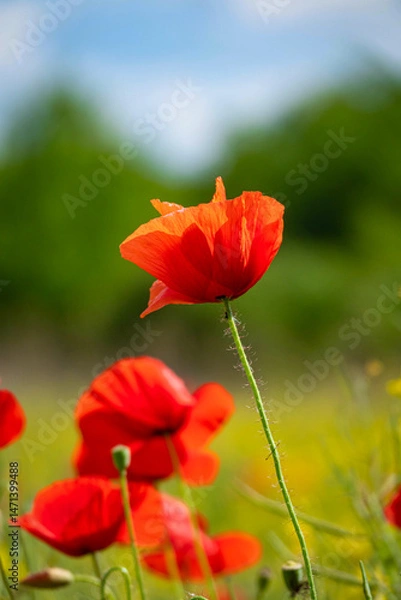 Obraz Field of Corn Poppy Flowers Papaver rhoeas in Spring