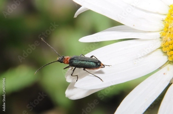 Obraz bug on a camomile