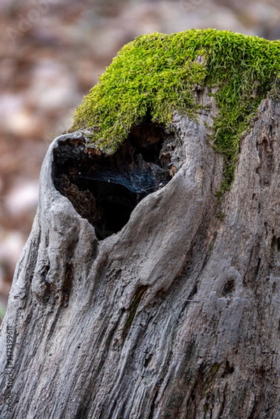 Obraz Treenk with moss and a heart shaped hole