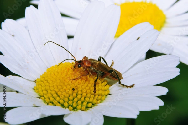 Fototapeta Bug On A Camomile