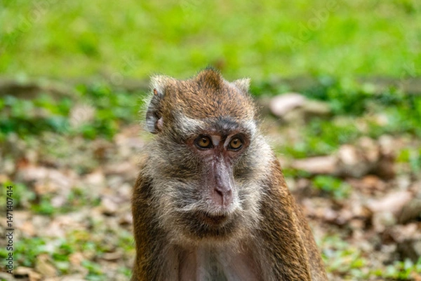 Obraz Portrait of a monkey in its natural environment