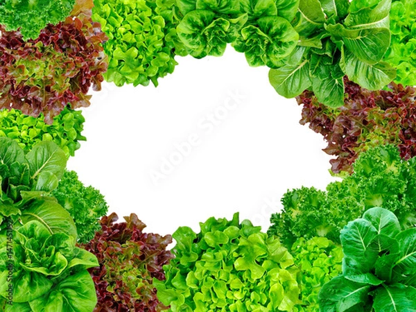 Fototapeta Frame set of lettuce leaves isolated on a white background.