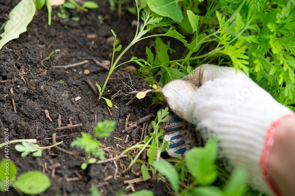 Fototapeta Removing weeds in the home garden. Cleaning the top layer of soil in the garden from plants. A hand in gardening gloves pulls out a weed