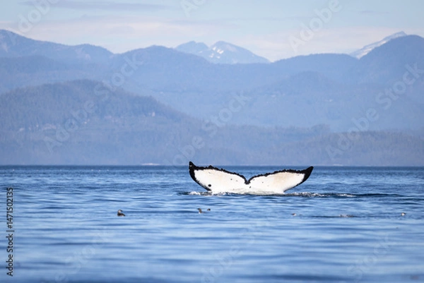 Fototapeta Seascape with Whale tail. The humpback whale (Megaptera novaeangliae) tail dripping with water in Knight Inlet, Vancouver Island, BC, Canada.
