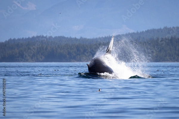 Fototapeta Humpback whale ( Megaptera novaeangliae ) playing, the gentle giants of the ocean, displaying a wonderful and active behaviour, Knight Inlet, Vancouver Island, British Columbia, Canada.