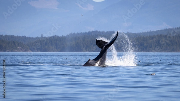 Fototapeta Seascape with Whale tail. The humpback whale (Megaptera novaeangliae) tail dripping with water in Knight Inlet, Vancouver Island, BC, Canada.