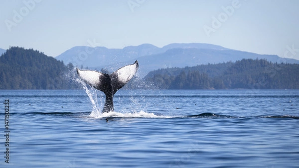 Fototapeta Seascape with Whale tail. The humpback whale (Megaptera novaeangliae) tail dripping with water in Knight Inlet, Vancouver Island, BC, Canada.