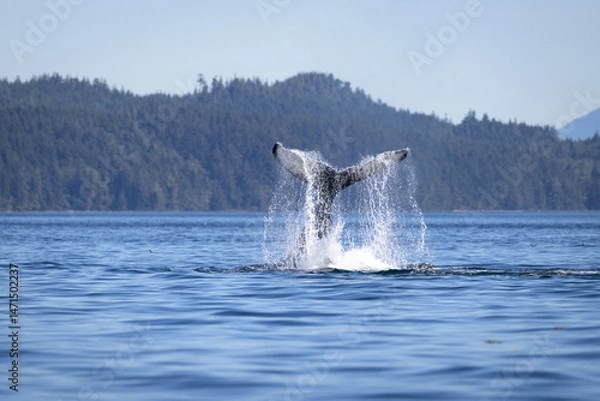 Fototapeta Seascape with Whale tail. The humpback whale (Megaptera novaeangliae) tail dripping with water in Knight Inlet, Vancouver Island, BC, Canada.