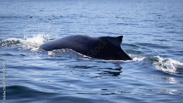 Fototapeta Humpback whale ( Megaptera novaeangliae ), the gentle giants of the ocean, displaying a wonderful and active behaviour, Knight Inlet, Vancouver Island, British Columbia, Canada.
