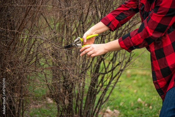 Fototapeta A gardener's hands pruning branches with bright yellow-handled shears. Spring garden care, tree maintenance, and plant trimming concept. Close-up shot with natural outdoor background.
