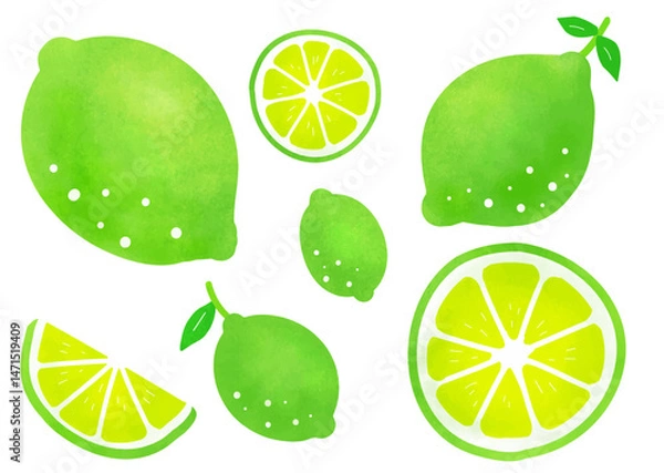 Obraz シンプルなライムのベクターイラストセット
