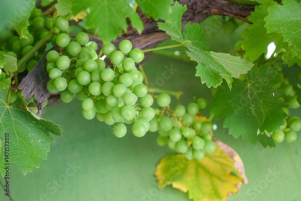 Obraz Close-up  cluster on vine in the vineyar, Bunch on a vine waiting to be picked, Green grape for fresh food green salad, Green grape garden in the central of Thailand,Fresh green grape for good winery
