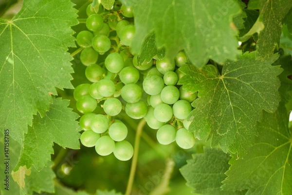 Obraz Close-up  cluster on vine in the vineyar, Bunch on a vine waiting to be picked, Green grape for fresh food green salad, Green grape garden in the central of Thailand,Fresh green grape for good winery