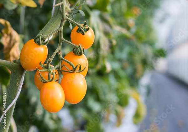 Obraz Close up yellow cherry tomato growing in greenhouse  agriculture farm.