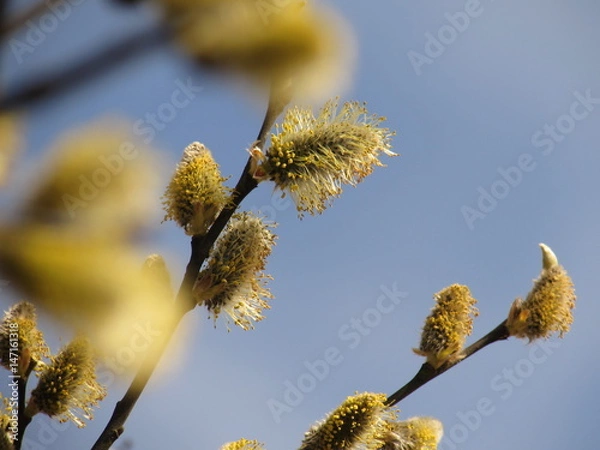 Obraz Pussy-willow