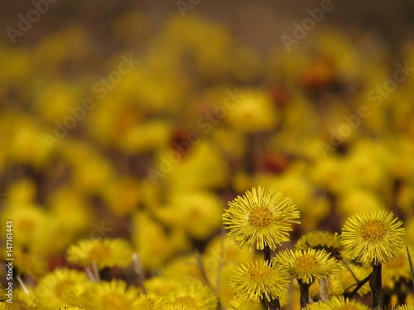 Obraz Coltsfoot